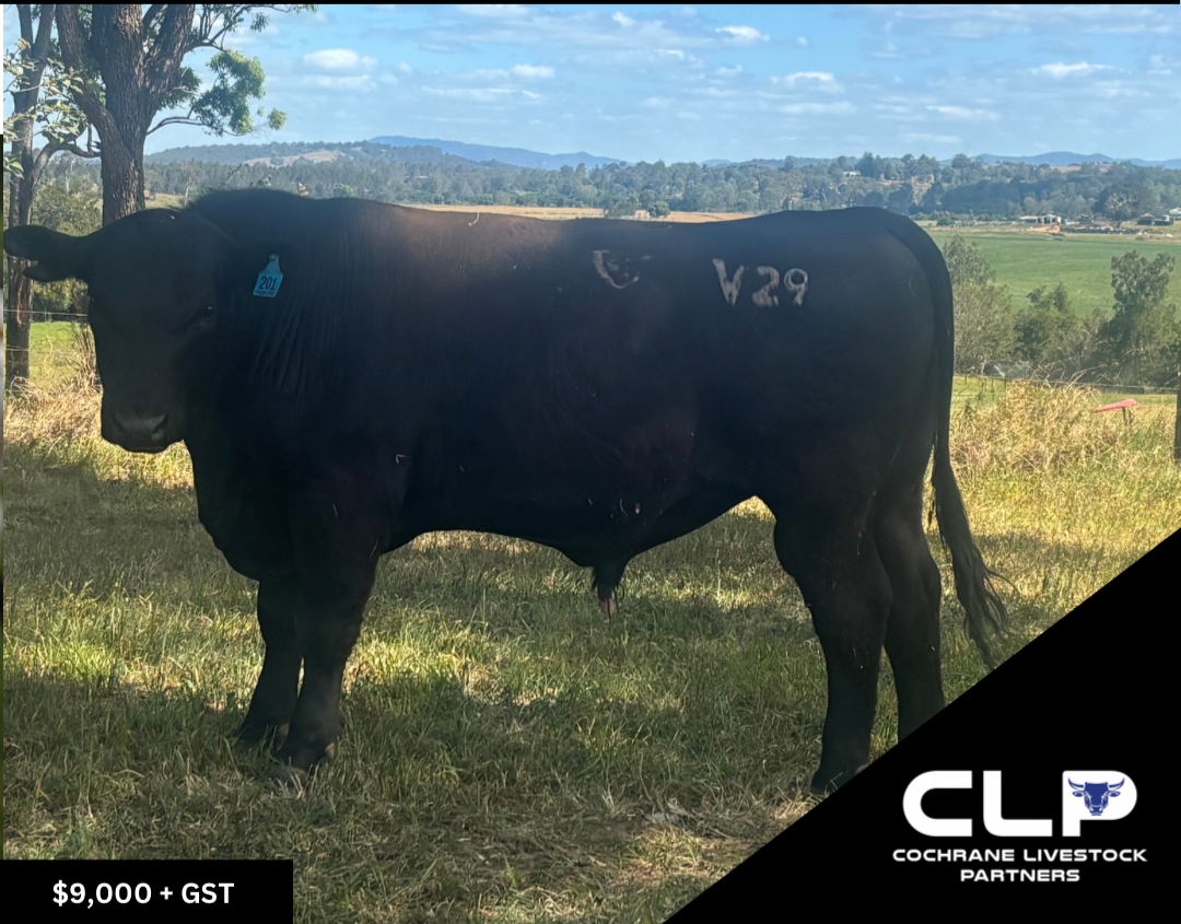 Barnett Angus Bull MBA24V29