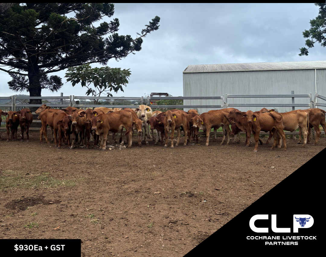 26 Droughtmaster Heifers