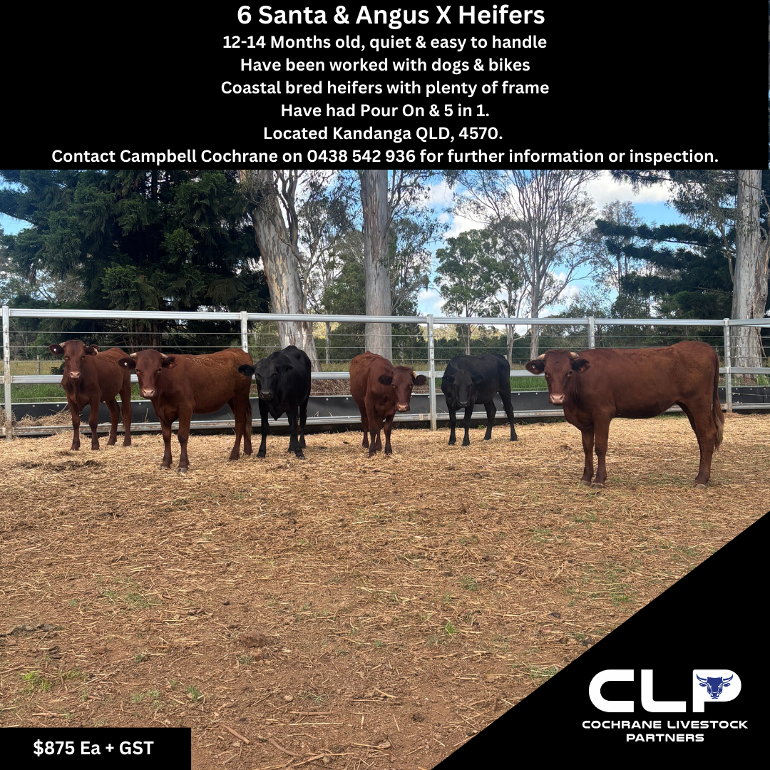 heifers.png