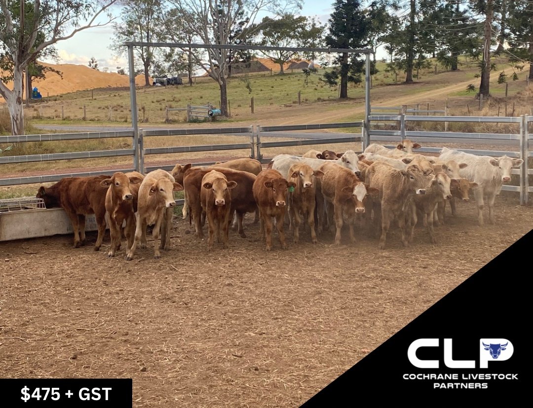 SOLD 26 CHAROLIAS / CHARBRAY HEIFERS