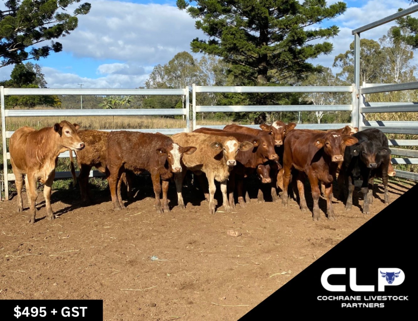 SOLD - 11 SIMMENTAL HEIFERS