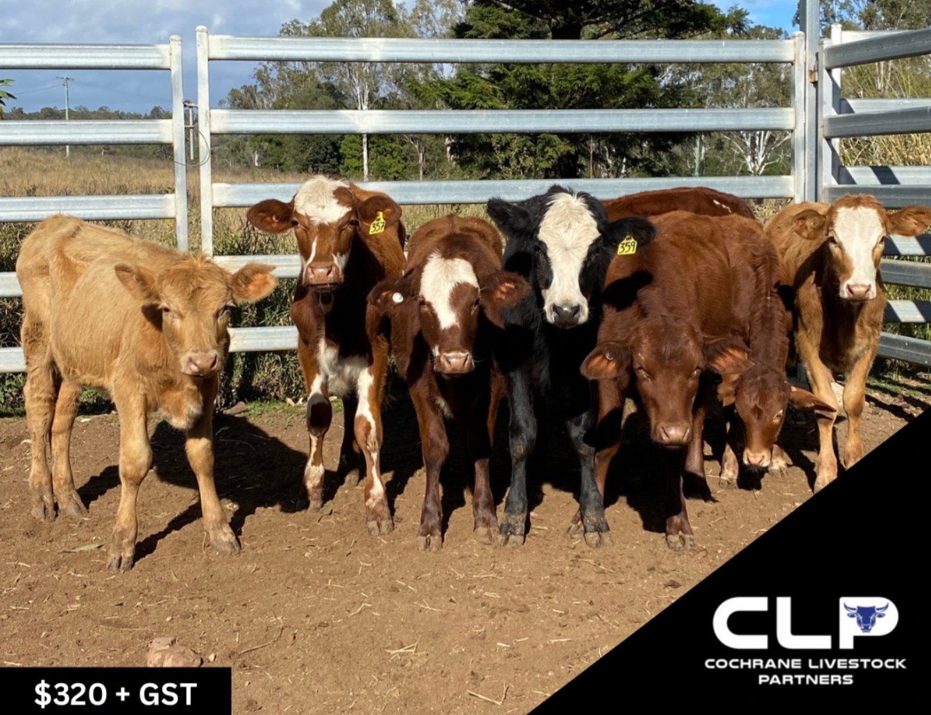 SOLD - 8 DROUGHTMASTER & SIMMENTAL HEIFERS