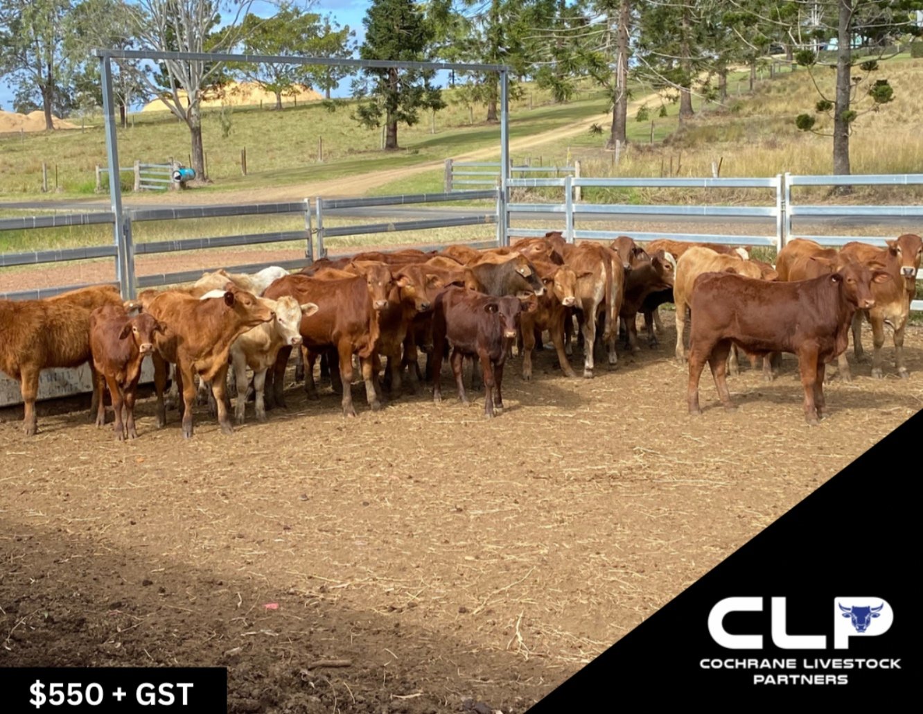 SOLD - 85 SANTA X DROUGHTMASTER HEIFERS