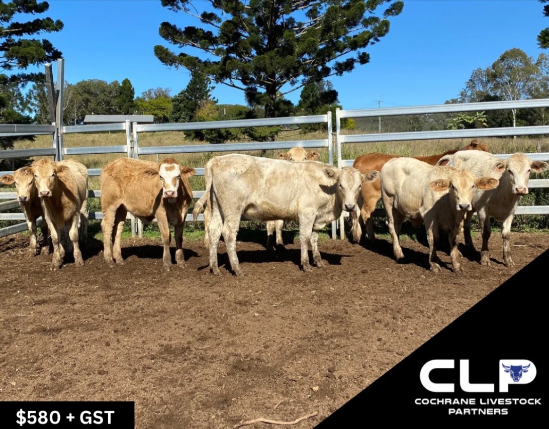 SOLD - 8 CHARBRAY X HEIFERS
