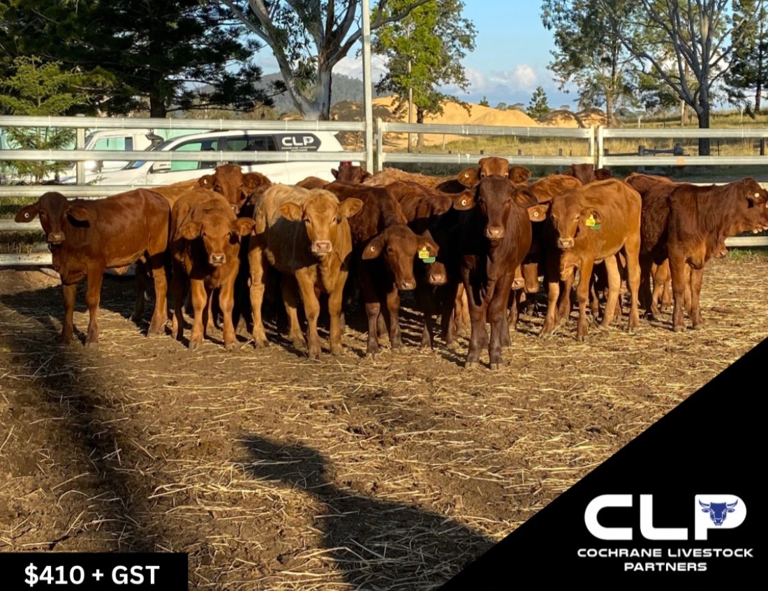SOLD - 30 DROUHTMASTER X HEIFERS