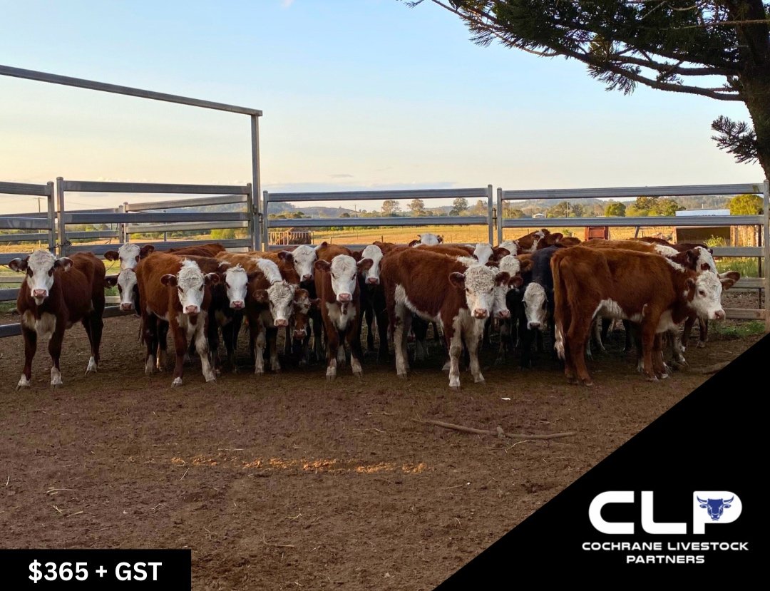 SOLD 26 HEREFORD HEIFERS
