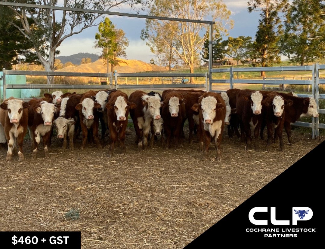 SOLD 22 HEREFORD STEERS