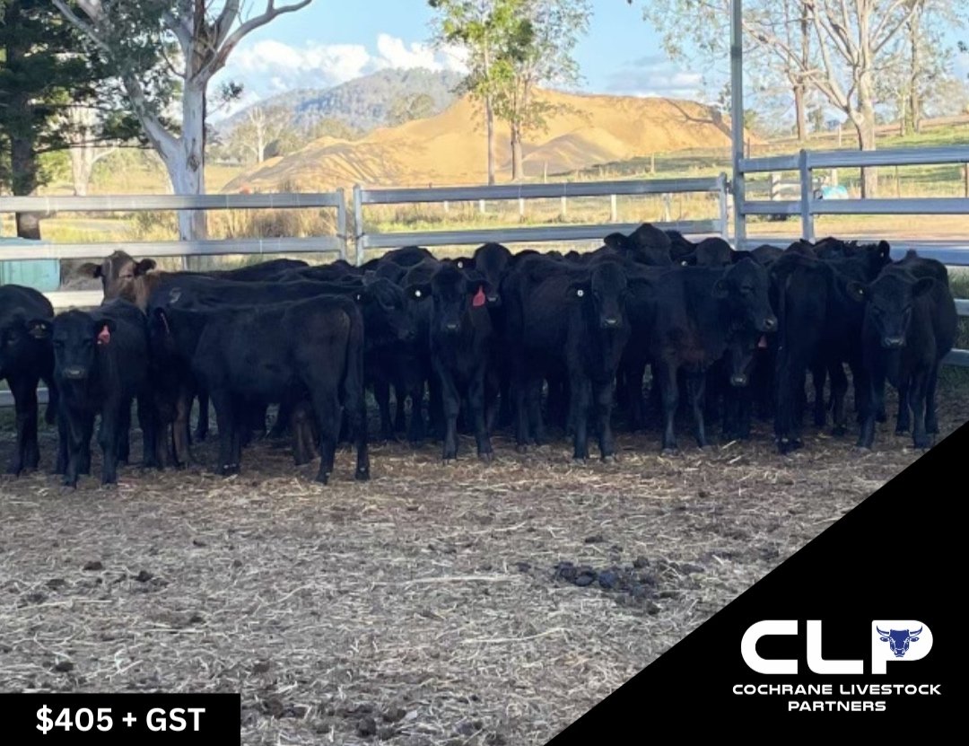 SOLD 32 ANGUS & ANGUS X HEIFERS