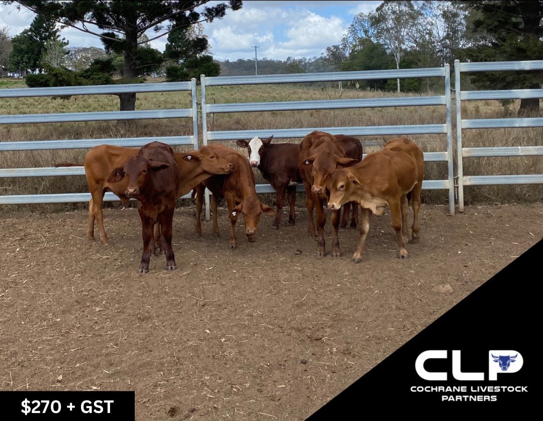 SOLD 6 DROUGHTMASTER X HEIFERS
