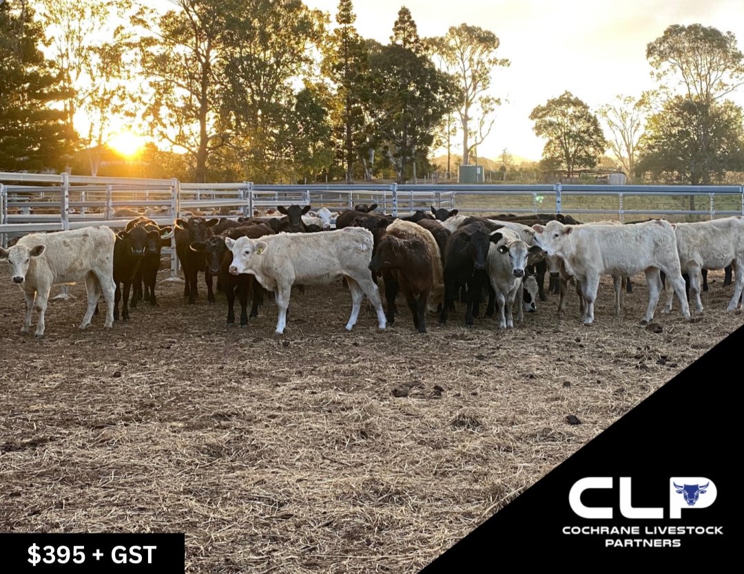 SOLD 50 ANGUS & CHAROLAIS HEIFERS