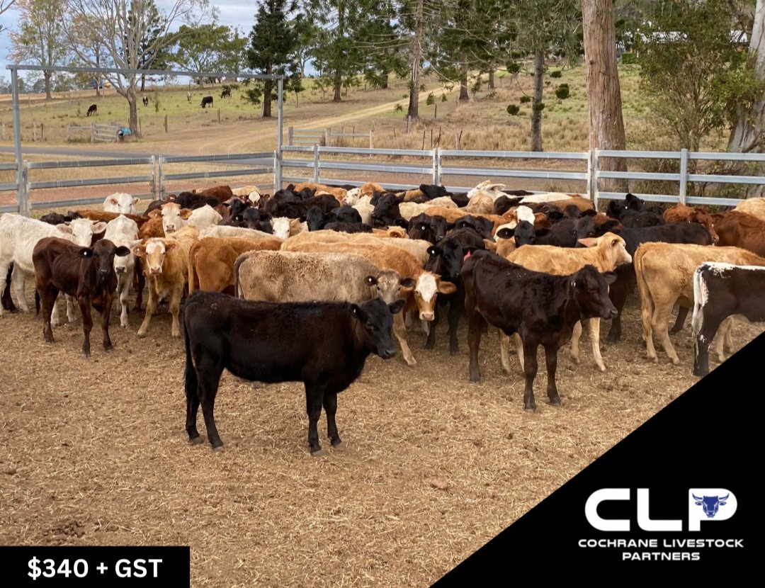SOLD 77 ANGUS & CHAROLAIS X HEIFERS