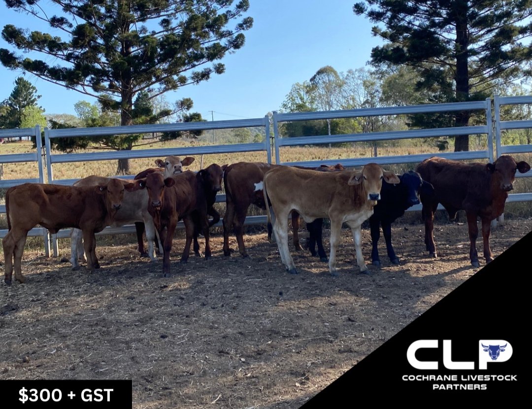 SOLD 8 DROUGHTMASTER X HEIFERS