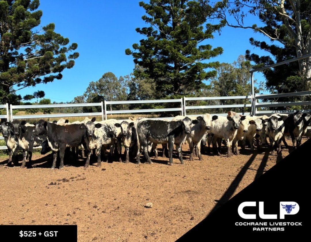 SOLD 27 - VGQ Speckle Park Heifers