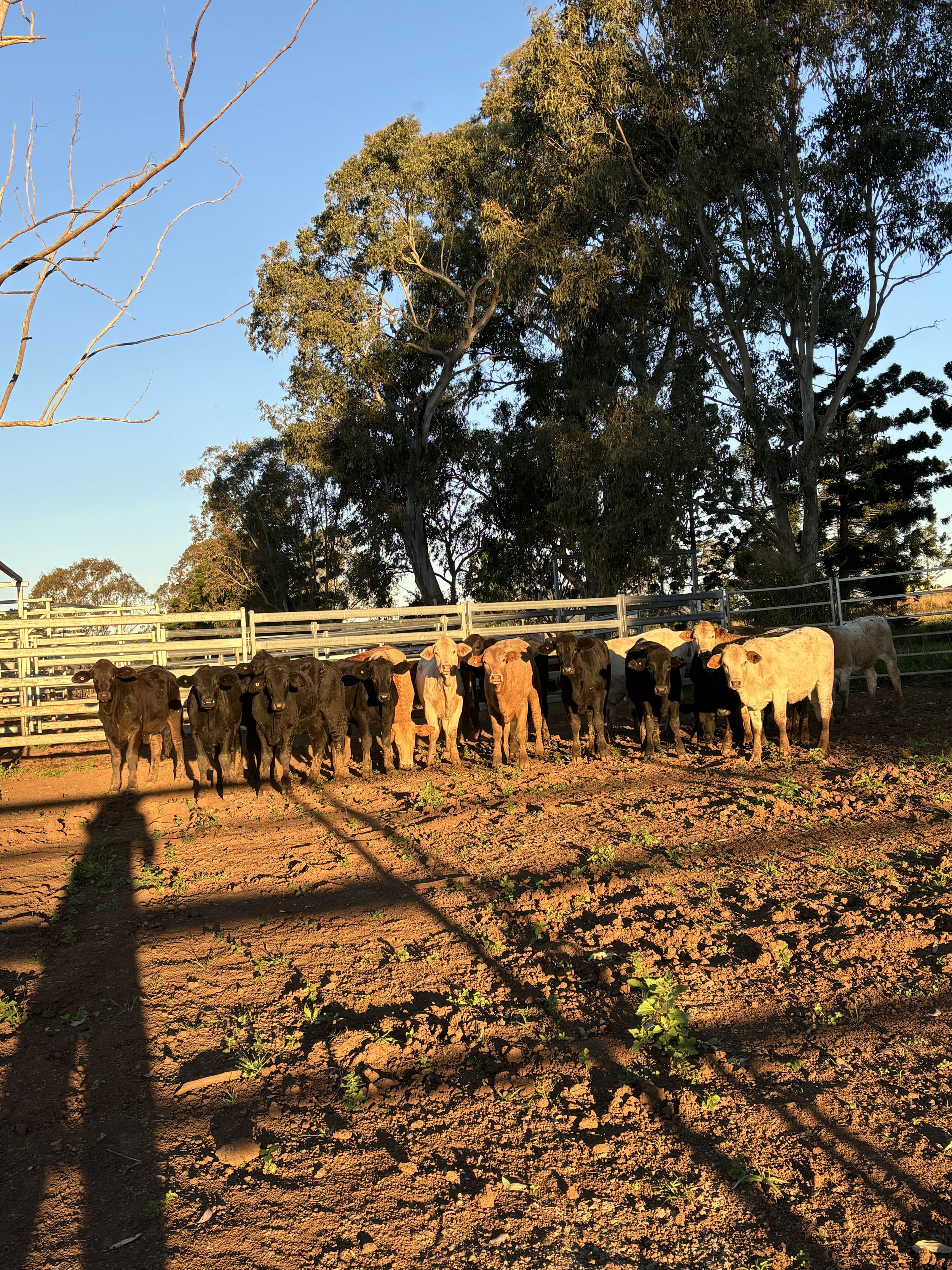 SOLD 22 - VGQ CHARBRAY & BRANGUS HEIFERS