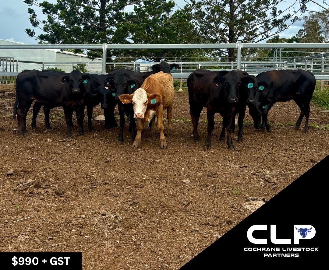 SOLD 8 - BRANGUS & 1 - CHAROLAIS X HEIFERS