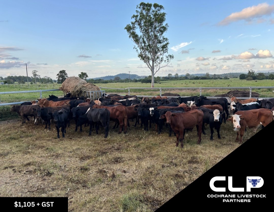 92 - ANGUS X & SANTA X STEERS