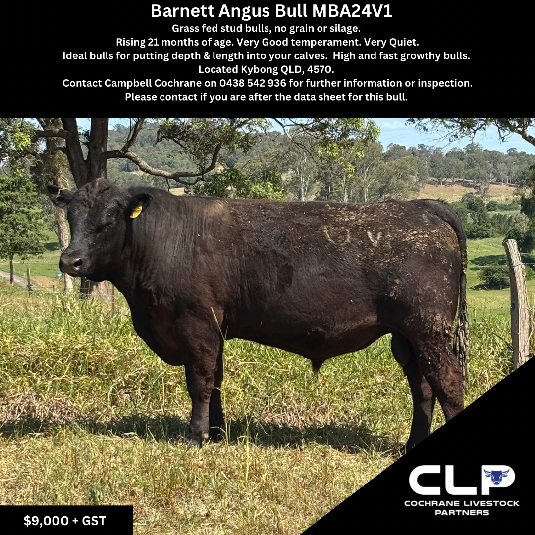 Barnett Angus Bull V1.png