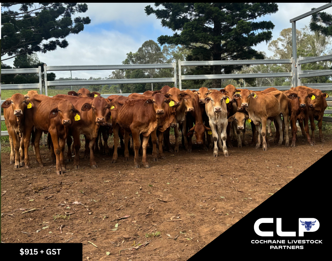 23 Droughtmaster Heifers