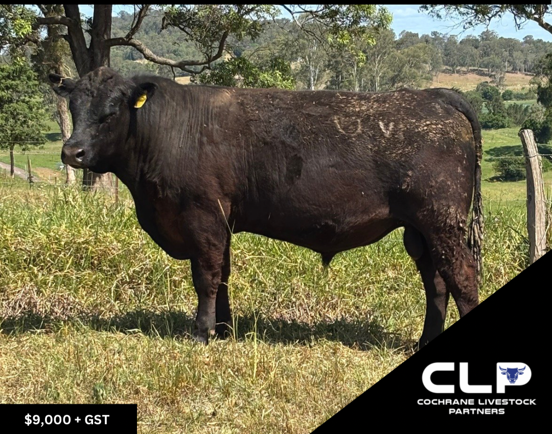 Barnett Angus Bull MBA24V1