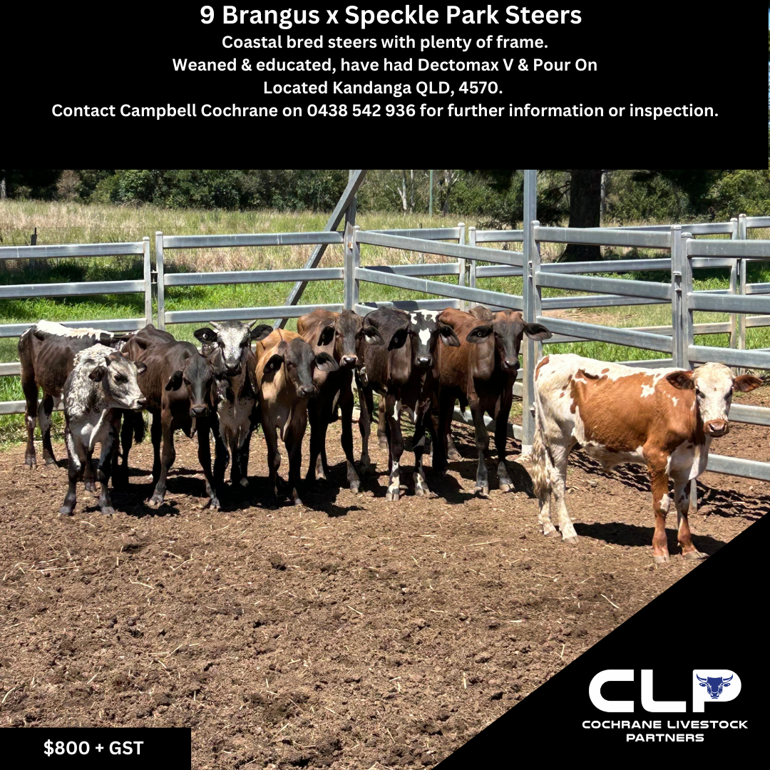 9 Brangus x Speckle Park Steers.png