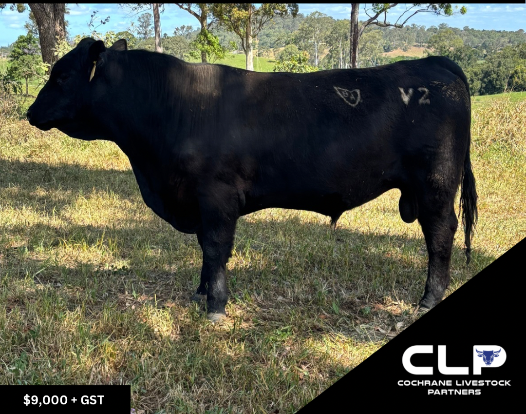 Barnett Angus Bull MBA24V2