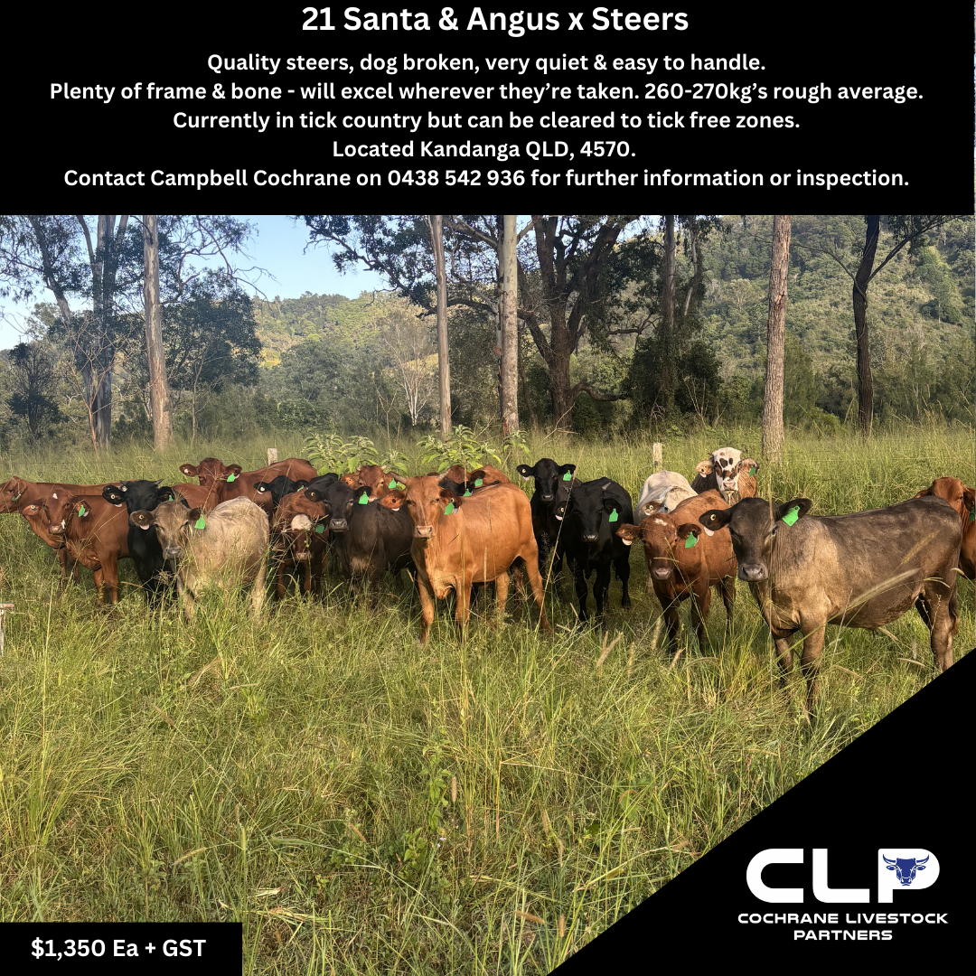 COVER - SOCIAL MEDIA POST.png