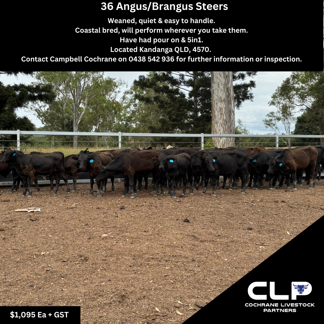 COVER - SOCIAL MEDIA POST.png