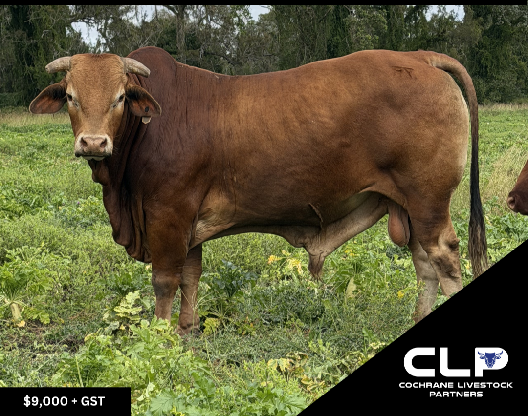 Purebred Droughtmaster Bull