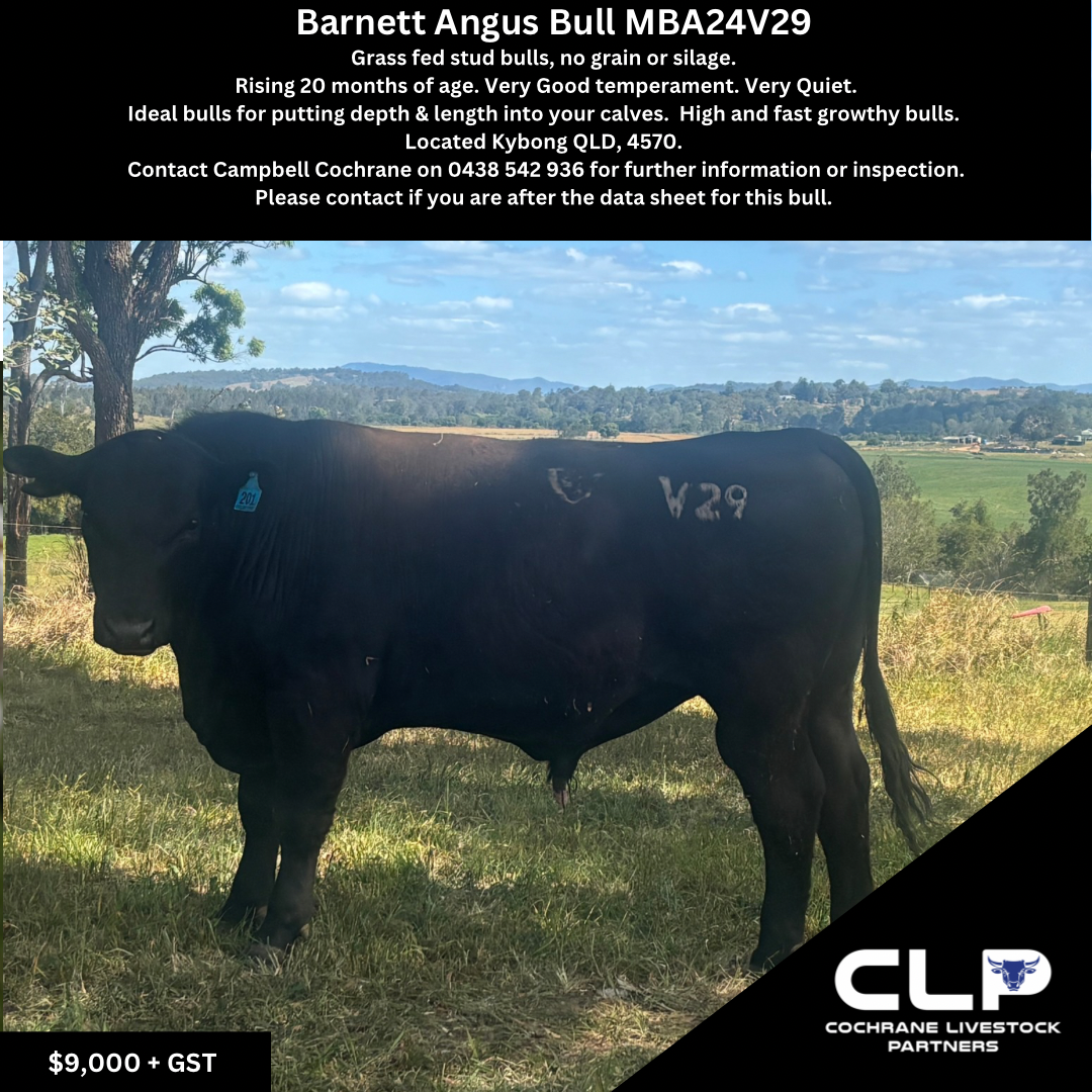 Barnett Angus Bull V29.png