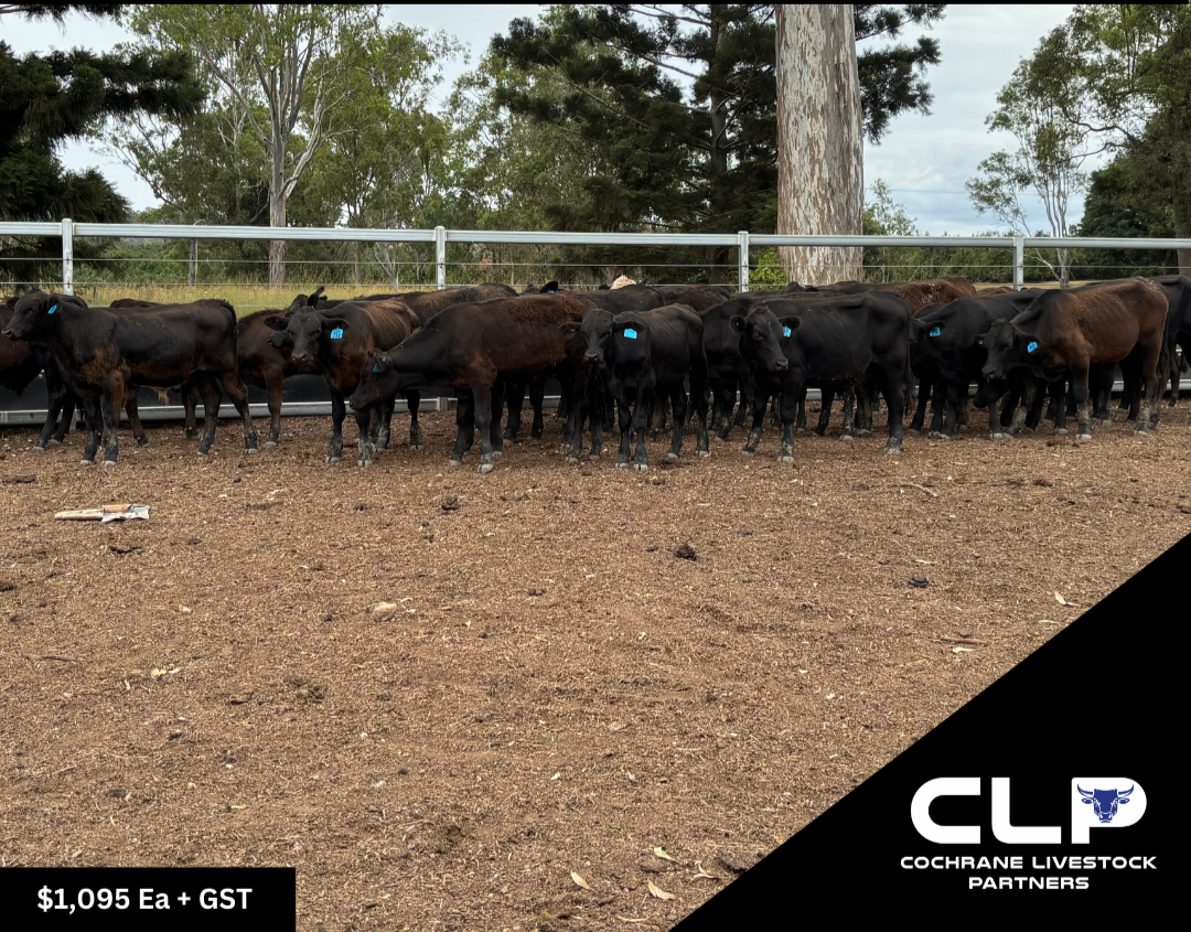 36 Angus/Brangus Steers