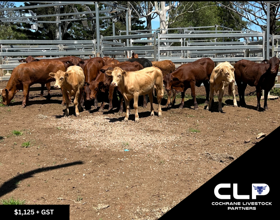 14 Santa & Charolais x Heifers