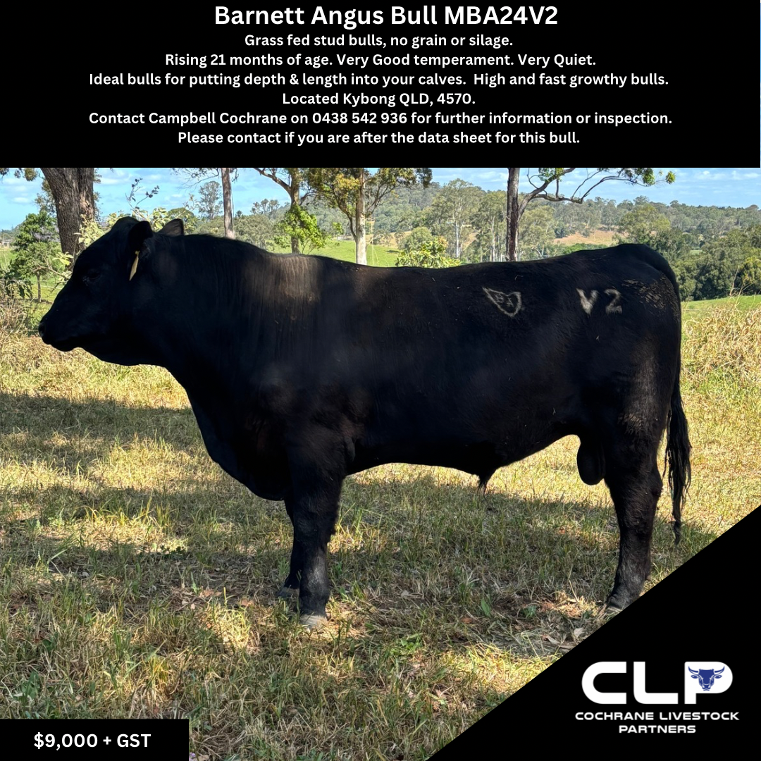 Barnett Angus Bull V2.png