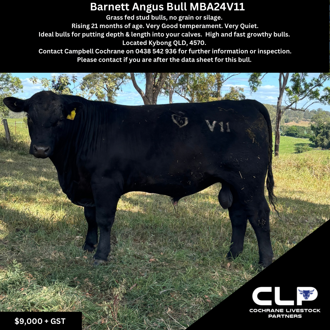 Barnett Angus Bull V11.png