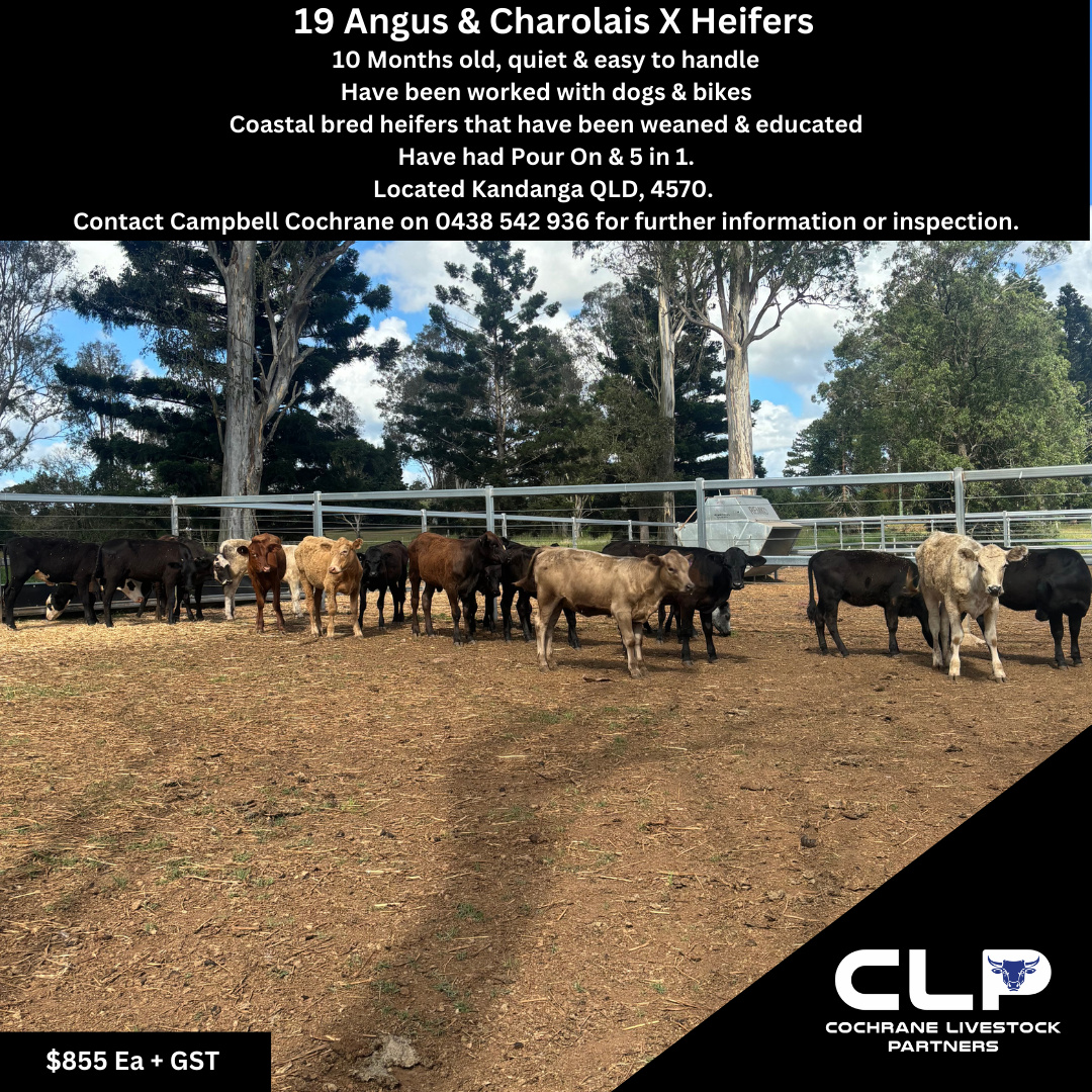 19 heifers.png