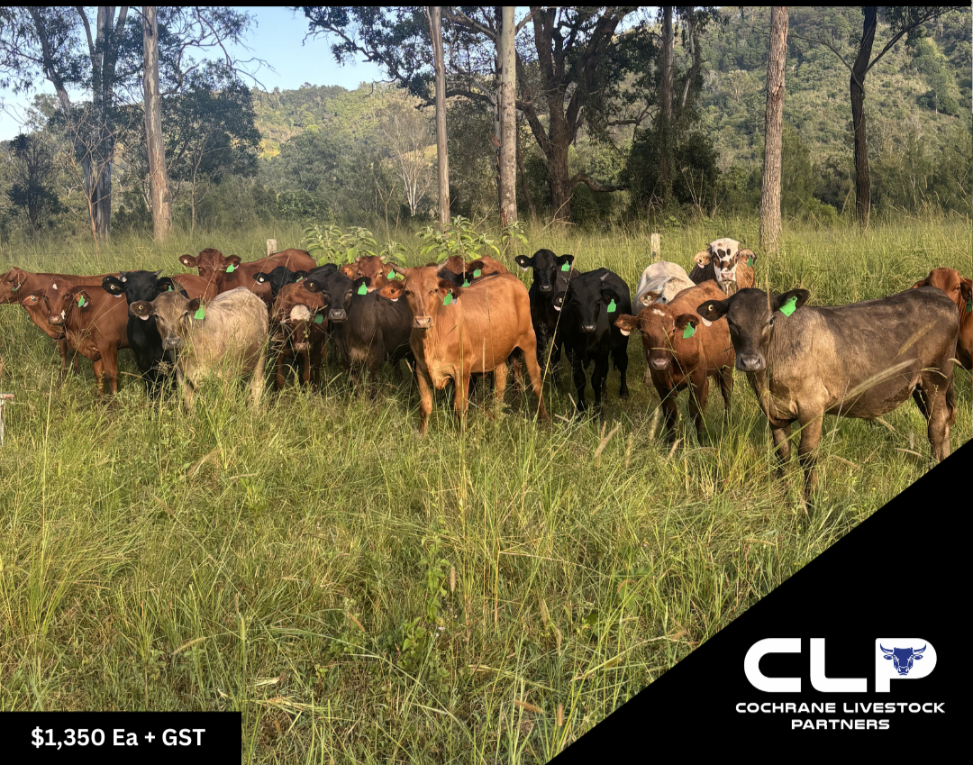 21 Santa & Angus x Steers