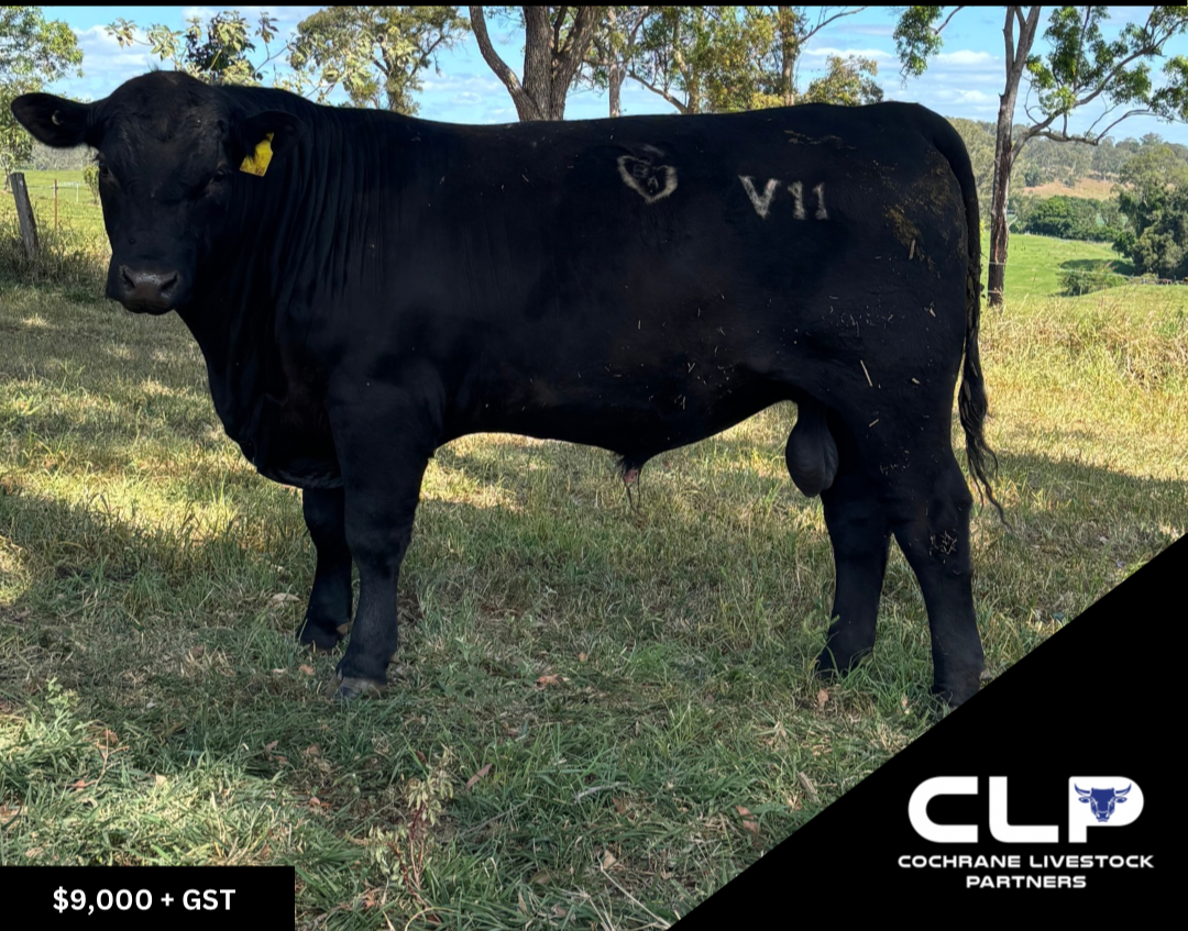 Barnett Angus Bull MBA24V11