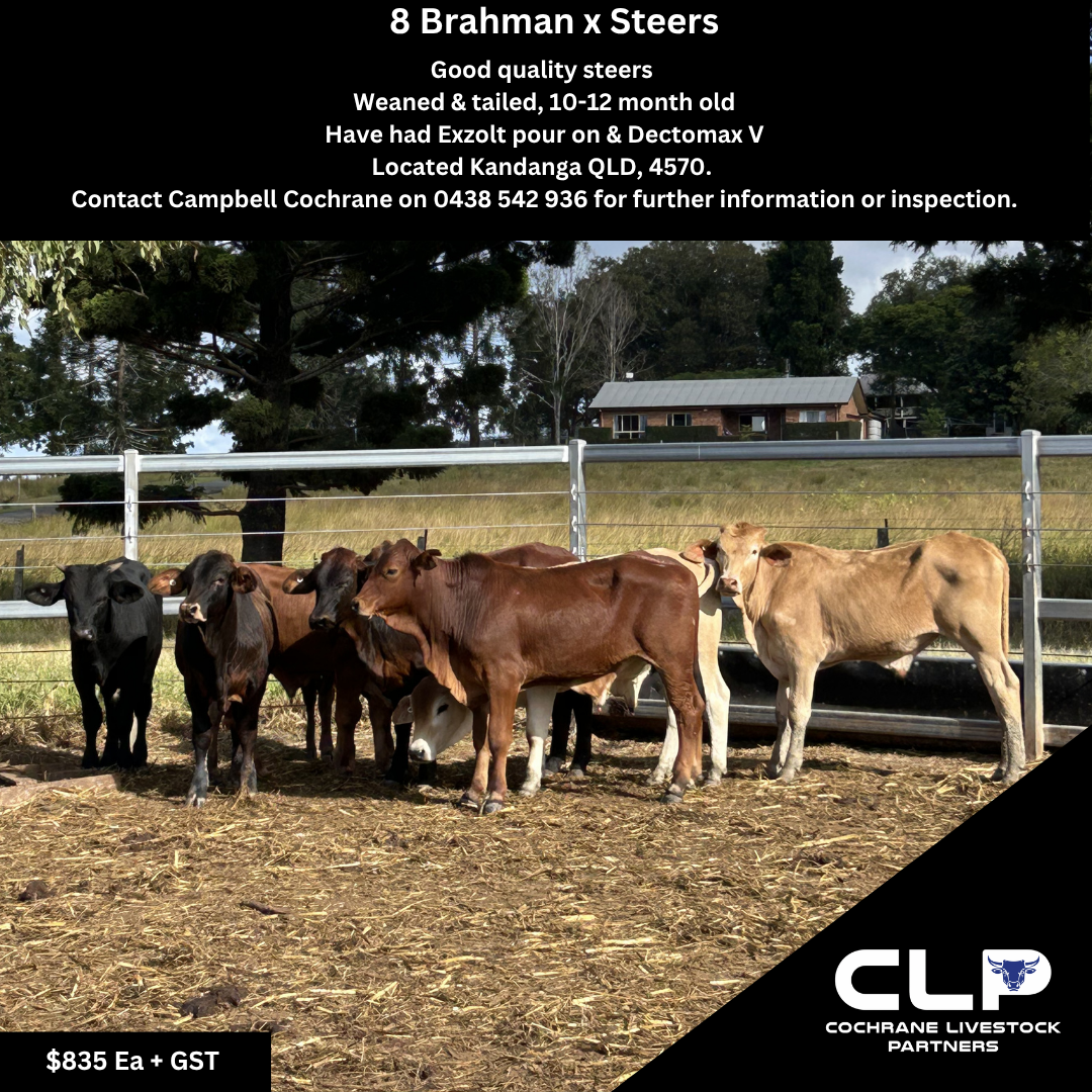 8 Brahman Cross Steers