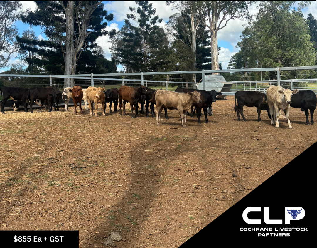 19 Angus & Charolais Heifers