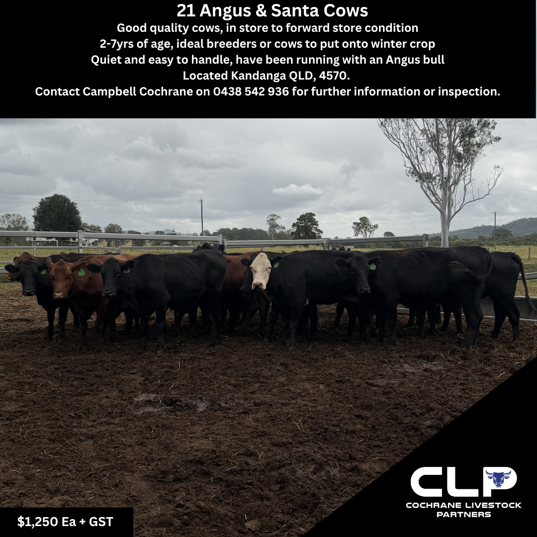 21 Angus & Santa Cows