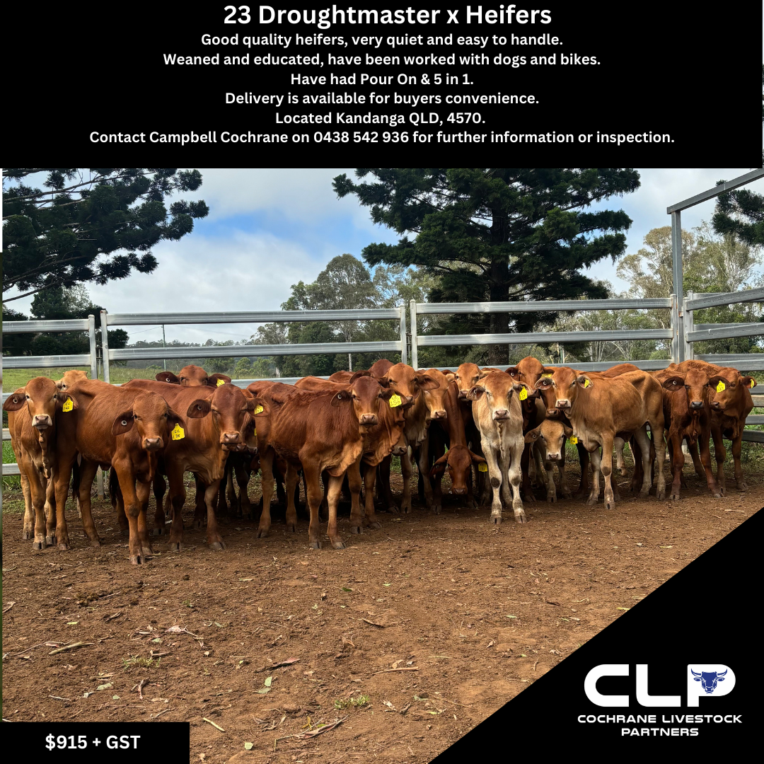 23 Droughmaster Heifers.png