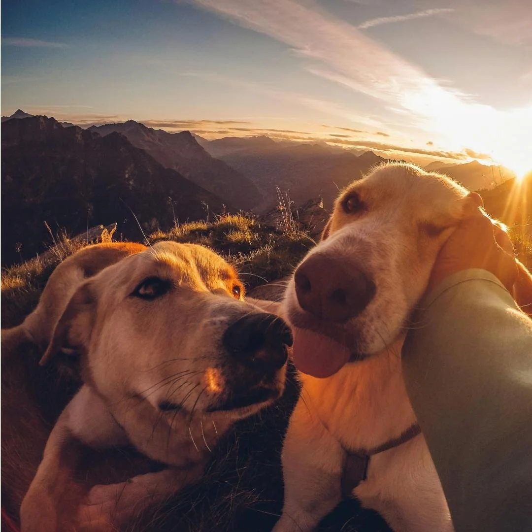 December Highlights: Kids &amp; Pets

There&rsquo;s so much to enjoy in Marin this month for both little ones and four-legged friends. Here&rsquo;s a roundup of events that make our community feel a little closer and a lot more fun.

🐾 Pets &amp; An