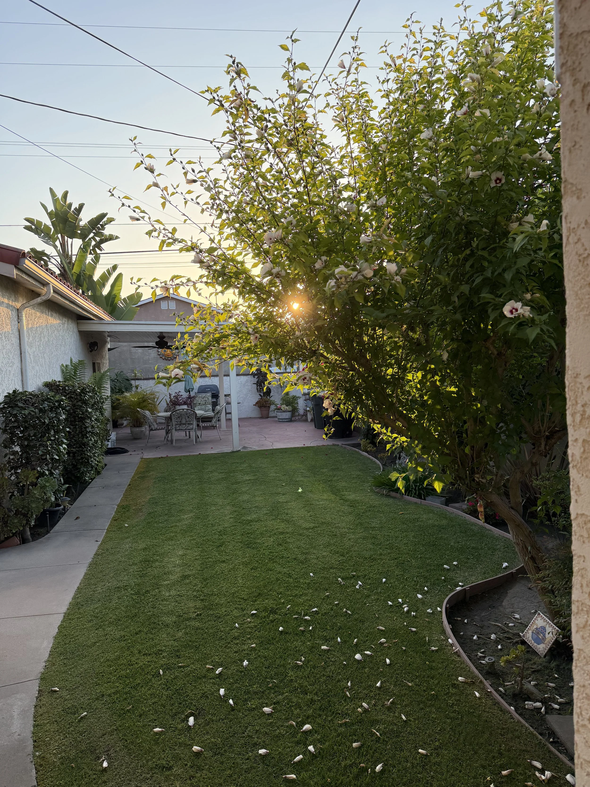 redondo beach tree planting