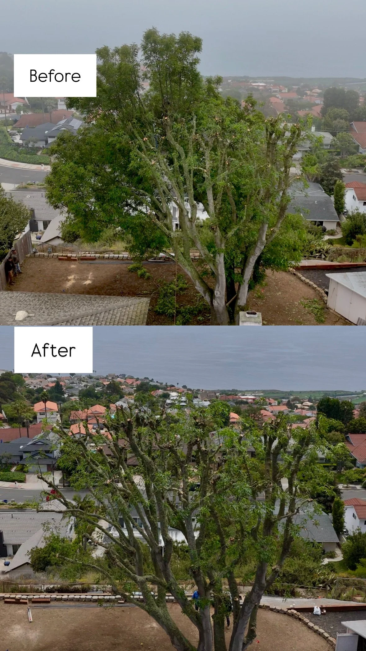 Tree Trimming in Palos Verdes Estates, CA 90274