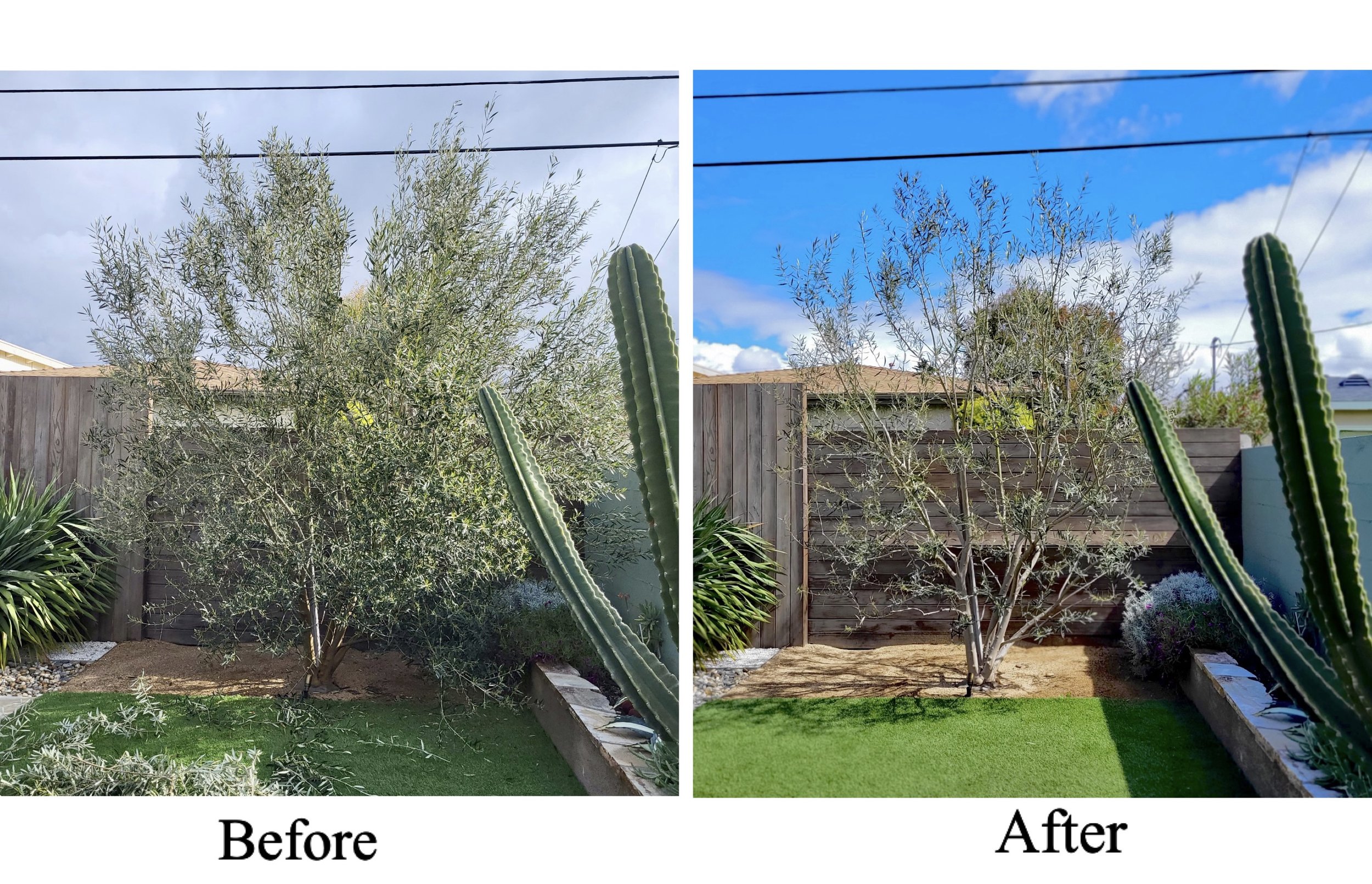 tree trimming services south bay