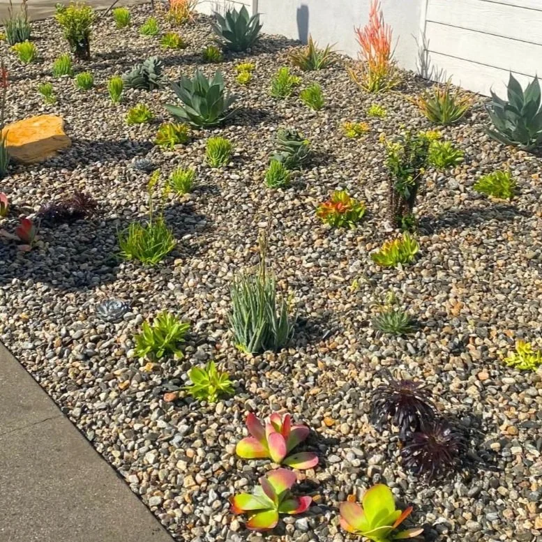 drought tolerant backyard long beach