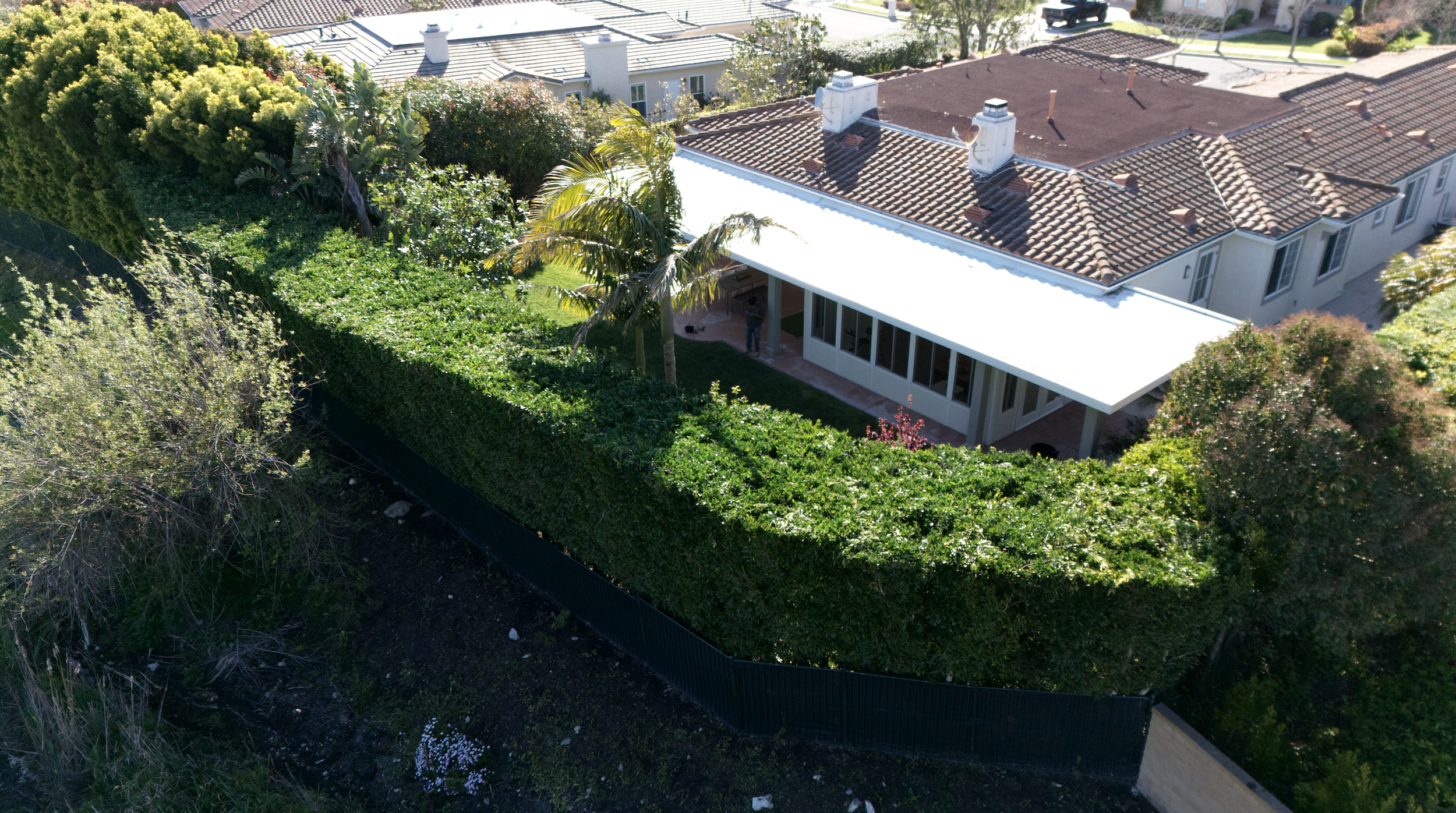hedge planting for privacy long beach
