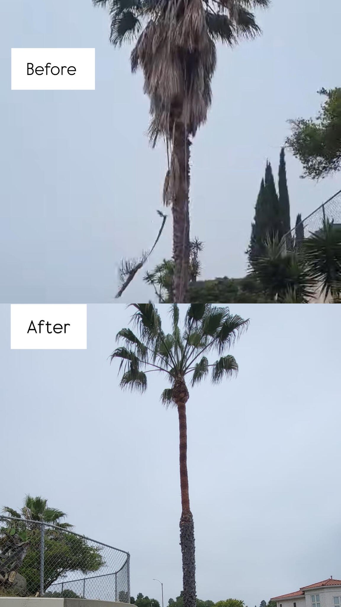 tree trimming long beach