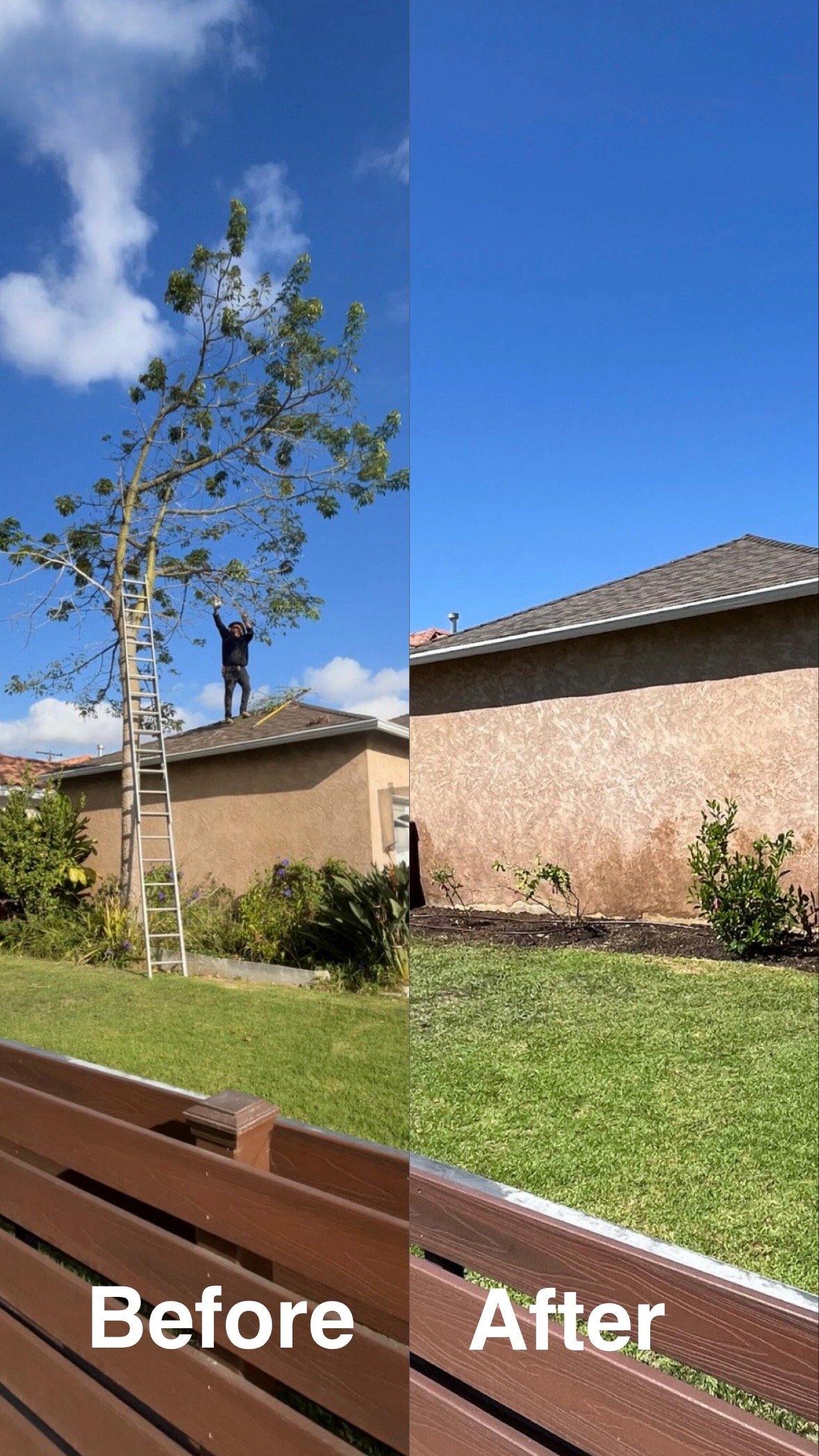 Tree Removal in San Pedro, CA 90731