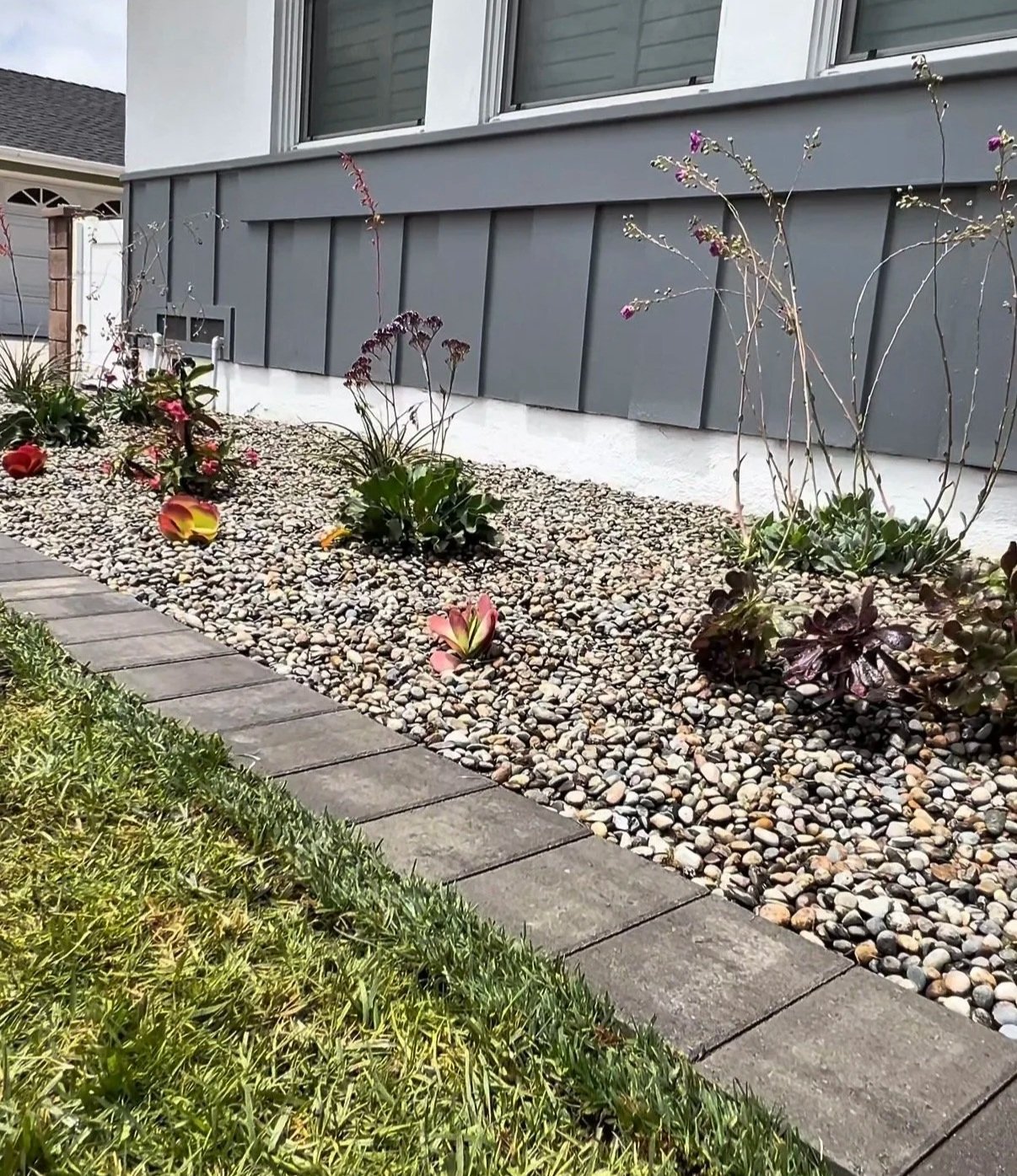 redondo beach front yard planting