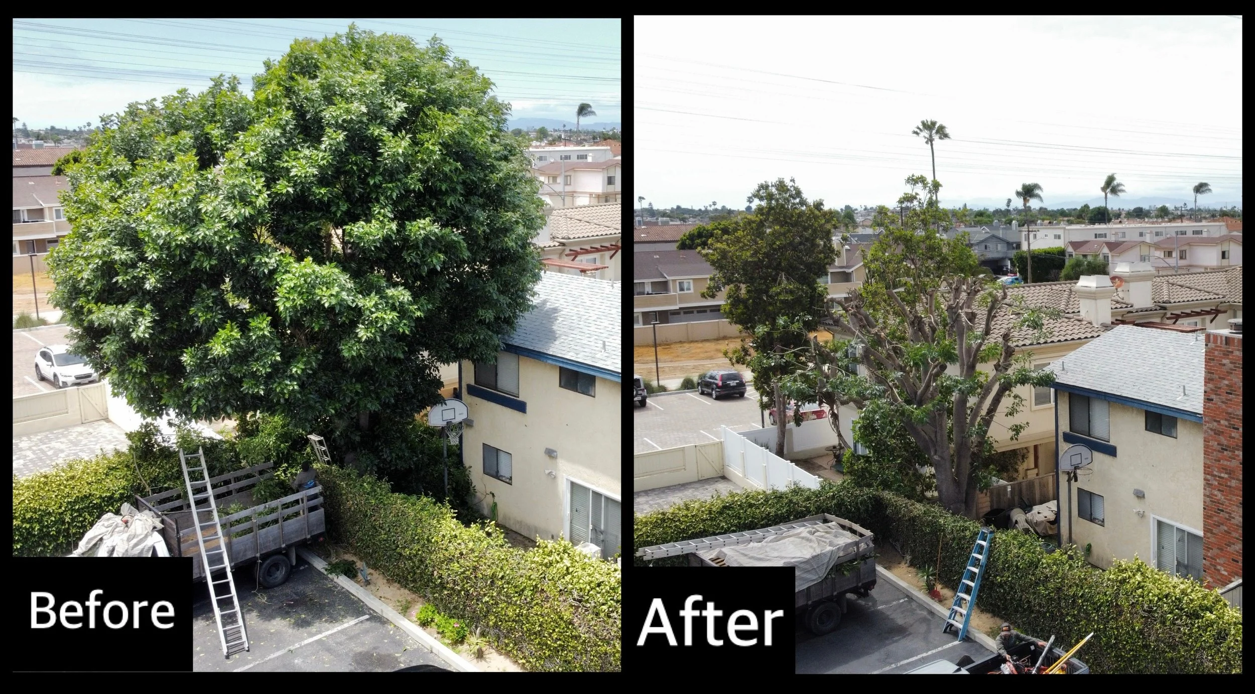 Tree Trimming in San Pedro, CA 90731